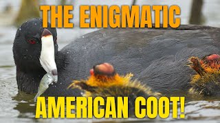 Most Mysterious Bird Ever! | Revealing The American Coot!