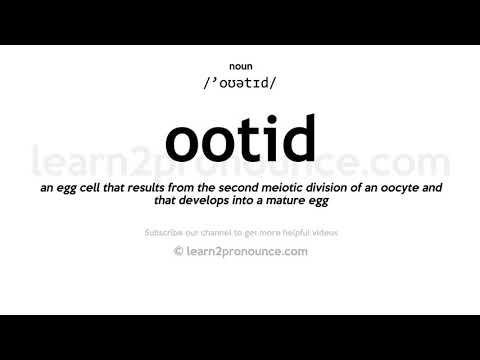 Pronunciation of Ootid | Definition of Ootid