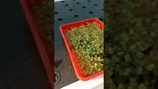 Pindah Tanam Hidroponik
