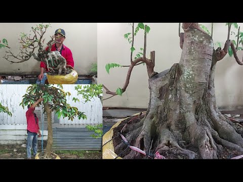 Video Đa dạng các loại Khế bonsai đại, Khế Gân, Khế quái, Vú... - youtube