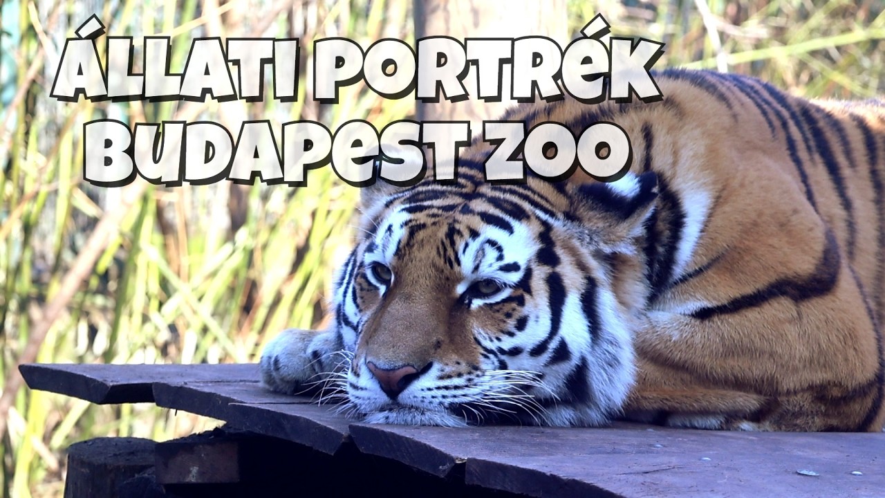 Budapest ZOO - Állatkerti Portrék 2026 február