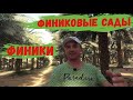 Финики Финиковые пальмы и финиковые сады