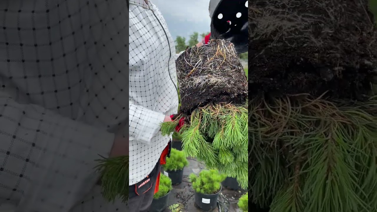 Сосна горная mughus и pumilio в питомнике "ЁЛЫ-ПАЛЫ"