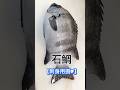 40センチの丸々イシダイ【刺身用捌き】脂ののり最高 #イシダイ #石鯛 #イシダイ捌き