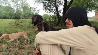 Saluki Puppies first visit to jungle