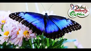 ПАРК БАБОЧЕК ДУБАЙ BUTTERFLY PARK DUBAI UAE