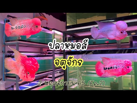 Zing’s Day I ปลาหมอสีตลาดจตุจักร 2 พฤศจิกายน 65 (Ep.2)