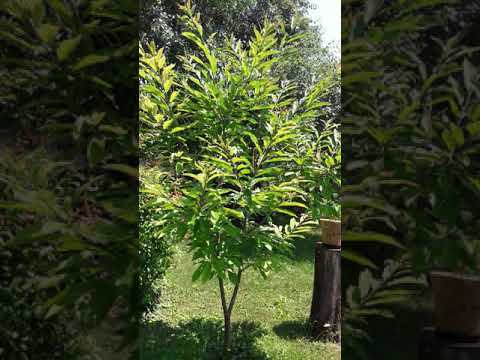Sweet Chesnut (