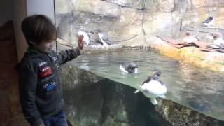 Julian and the Puffin