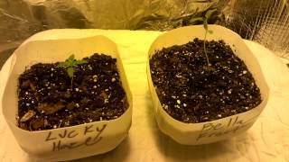 Grow room update.