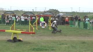 Cairn Terrier Agility 130511 AG1