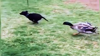 🦆 Cute and Funny Ducks! 🦆 Duck Videos to Make You Smile 🦆 [Funny Pets]