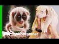 Meet Some Of Animal Planet's Most Adorable Baby Animals! (Compilation)