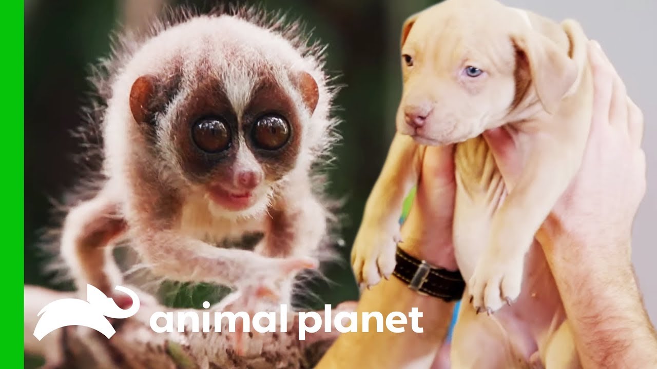 Meet Some Of Animal Planet's Most Adorable Baby Animals! (Compilation) -  YouTube