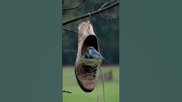 Baya Weaver: Unique nest hanging in the air 😲 | #shorts #facts #birds