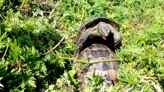 Брачные игры черепах возле дома(Вот такое чудо заметили с балкона нашего дома :) Видео для сайта http://mymahmutlar.ru., 2014-06-06T00:06:29.000Z)