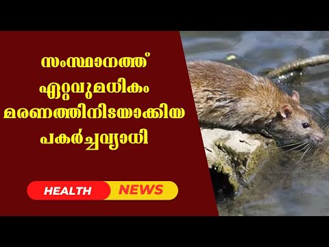 സംസ്ഥാനത്ത് ഏറ്റവുമധികം മരണത്തിനിടയാക്കിയ പകർച്ചവ്യാധി |Doctor Live News #Leptospirosis #RatFever