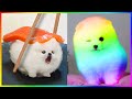 Tik Tok Chó Phốc Sóc Mini 😍🐶 Funny and Cute Pomeranian 🐕 #452