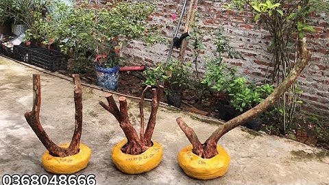 Hoa sim tím cây phôi giao lưu đến các bác