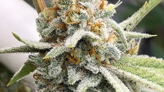 Indoor Medical Cannabis Garden in Buildasoil 3.0 under Fluence Spydrx. Simonster almost done!