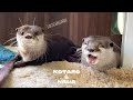 朝の起きぬけカワウソがしてくる挨拶がいつもかわいい　Otter Cute Morning Greeting