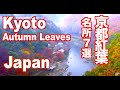 Autumn  KYOTO JAPAN 秋の京都の紅葉 嵐山 清水寺のライトアップ 日本の紅葉 fall foliage