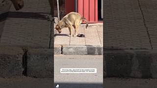 This Stray Dog Give Birth On streets #shortvideo #wildliferescue #shortvideo #shorts #animals