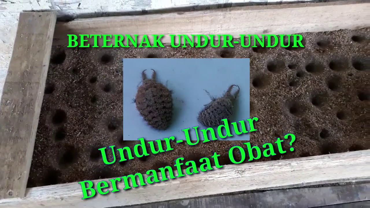 Beternak Undur-undur #Undur-undur #obat #ternak 