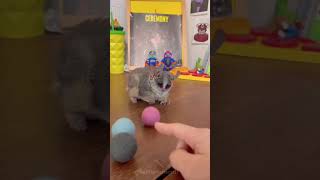 Download Lagu Cute galago #funny #cute #funnyvideos #foryou #pets MP3
