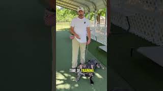 Kennel Training Myth: Why Your Dog’s Kennel Isn’t Punishment