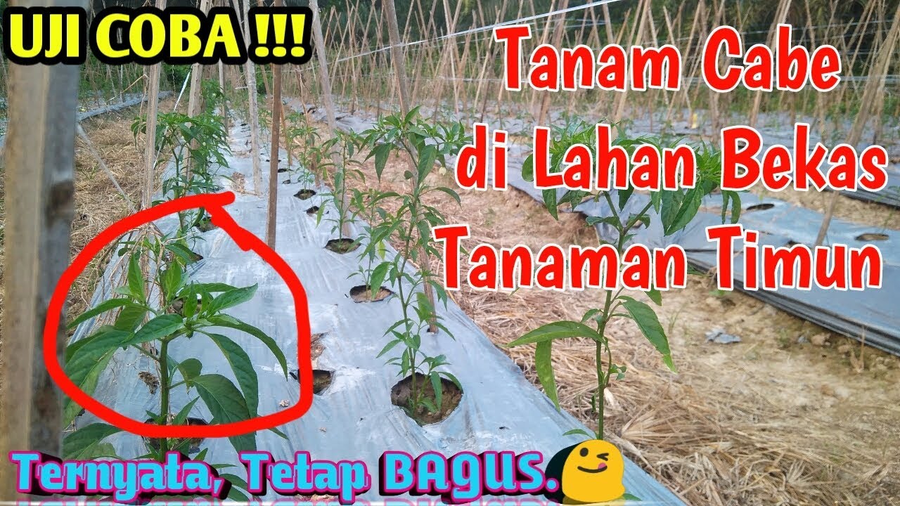 cara pasang togel tanpa kalah