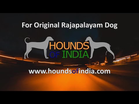 Search for Original Rajapalayam Dog