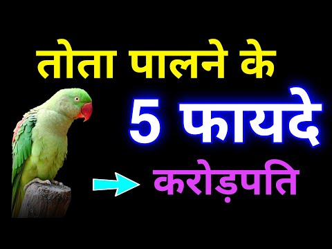 वीडियो: क्या सीपियां तोतों के लिए अच्छी हैं?