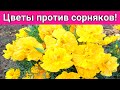 Топ-6 цветов против сорняков! Посадите эти цветы, они вытеснят сорняки на клумбах и цветниках в саду