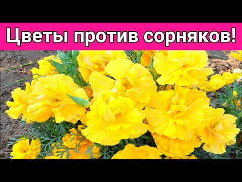 Video: Kosmeya - Blumen für jeden Garten