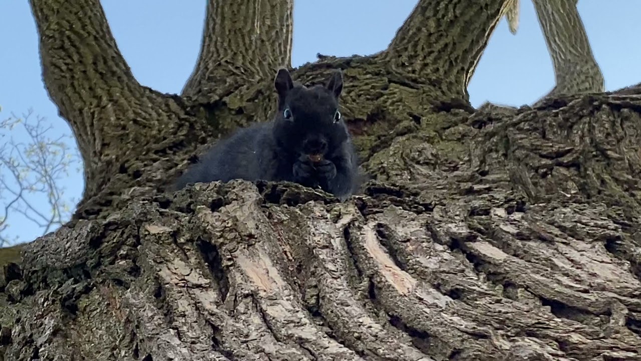 Scruffer Hanging and Feeding from a Tree