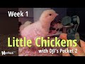 Little Chickens Week 1 with DJI's Pocket 2 #shorts