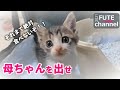 激おこ子猫がキュンキュン声で鳴きだしました。ご飯を食べてくれず3日目食べたい気持ちがお口から出ちゃっているじゃない、君の勝ちです。もう食べなぁ～。リンゴ箱の猫+6【保護子猫】