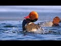 European birds – Red-crested pochard (Netta rufina)