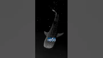 Светящаяся акула похожа на звездное небо