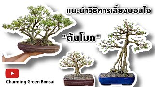 EP:13 ต้นโมกบอนไซ แนะนำวิธีการเลี้ยง เปลี่ยนดินเปลี่ยนกระถาง [charming green bonsai]