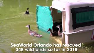Orphaned Wood Ducks Return To Wild | SeaWorld Orlando