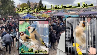 هنا 👈 قسنطينة ا أسعار الحسون شرق الجزائر 🇩🇿 مباشر من سوق الخروب للطيور جديد 🆕