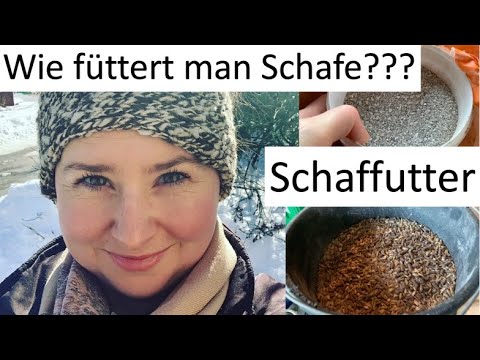 Video: Was fressen Mutterschafe?