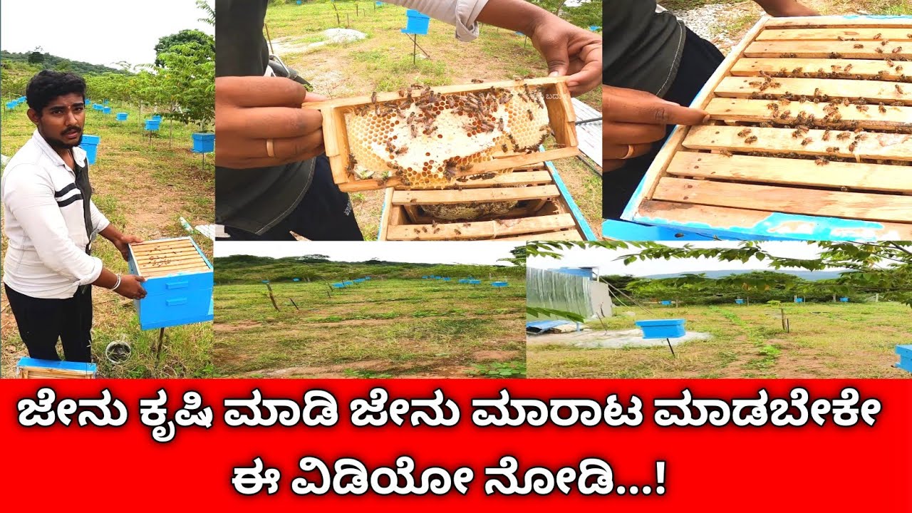 100 ಬಾಕ್ಸ್ ಜೇನು ಕುಟುಂಬಗಳಿವೆ... ಜೇನು ಪೆಟ್ಟಿಗೆಯನ್ನು ಮಾರಾಟ ಕೂಡ ಮಾಡುತ್ತಾರೆ.. ವರ್ಷಕ್ಕೆ ಒಂದು ಜೇನು ಪೆಟ್ಟಿಗೆ