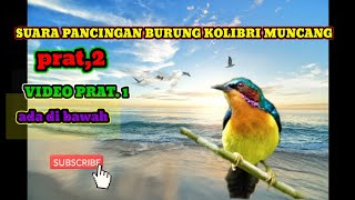 Download Lagu SUARA❗pancingan burung Kolibri muncang MP3 Download Lagu SUARA❗pancingan burung Kolibri muncang MP3