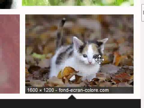 Diaporama De Chat Drole Et Mignons Youtube