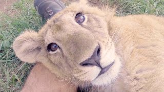 Lion Cubs Grow Up So Fast! | The Lion Whisperer