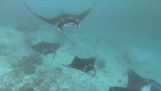 Scuba Diving on Maldives /MANTA/