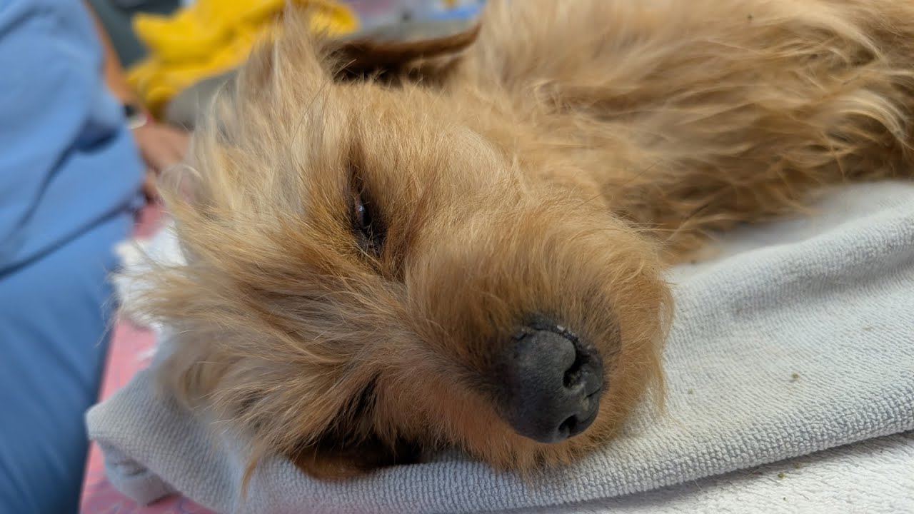 Injured dog left for dead in Waco, Texas dumpster expected to make a ...